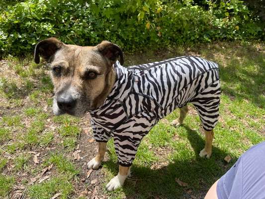 Hirschlausfliegen-Beitrag-Bild