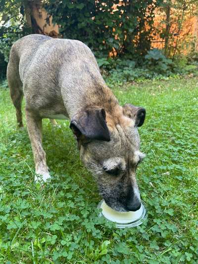 TierschutzhundeStammtisch🐕-Beitrag-Bild