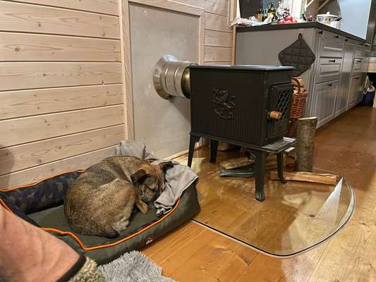 TierschutzhundeStammtisch🐕-Beitrag-Bild