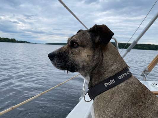 Hundemarken mit QR Code - Erfahrungsaustausch-Beitrag-Bild