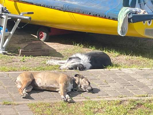 Hund in der Sonne-Beitrag-Bild