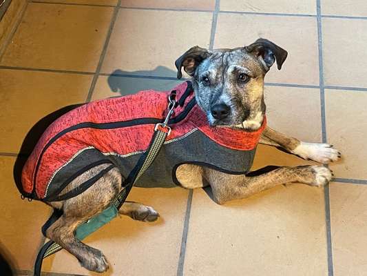 Pullover für kleine Hunde-Beitrag-Bild