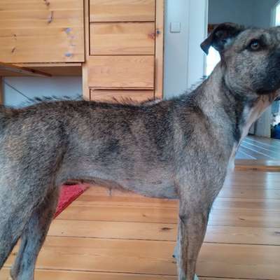 Wie optimal ist das Körpergewicht meines Hundes?-Beitrag-Bild