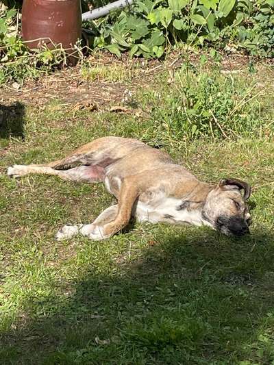 TierschutzhundeStammtisch🐕-Beitrag-Bild