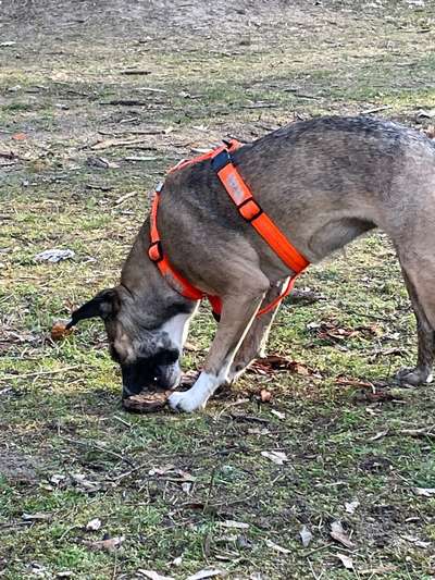 Wie sitzt mein Geschirr?-Beitrag-Bild