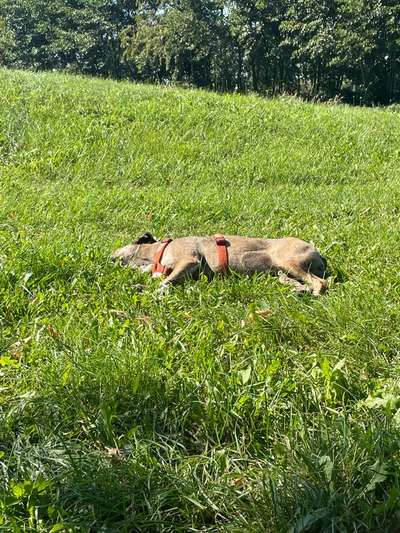 TierschutzhundeStammtisch🐕-Beitrag-Bild