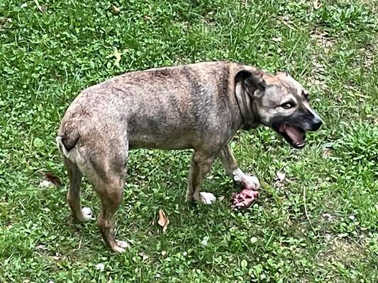 Fotowettbewerb ,,mein gruseliger Hund"-Beitrag-Bild