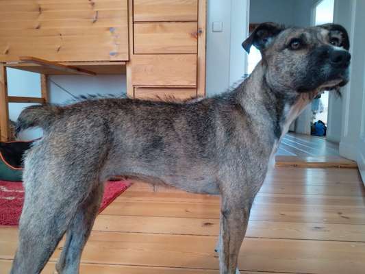 Hat schonmal jemand die Rasse beim Mischling bestimmen lassen?-Beitrag-Bild