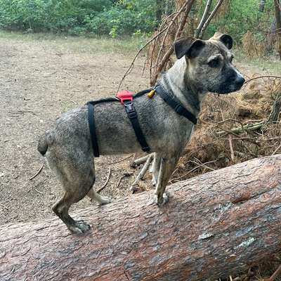Muskelaufbau Hinterbeine-Beitrag-Bild