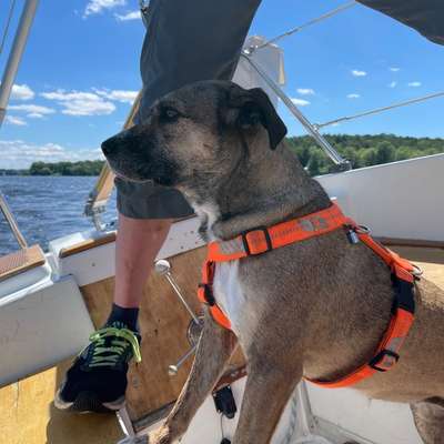 Gutes Sicherheitsgeschirr für Hund mit langem Rücken?-Beitrag-Bild