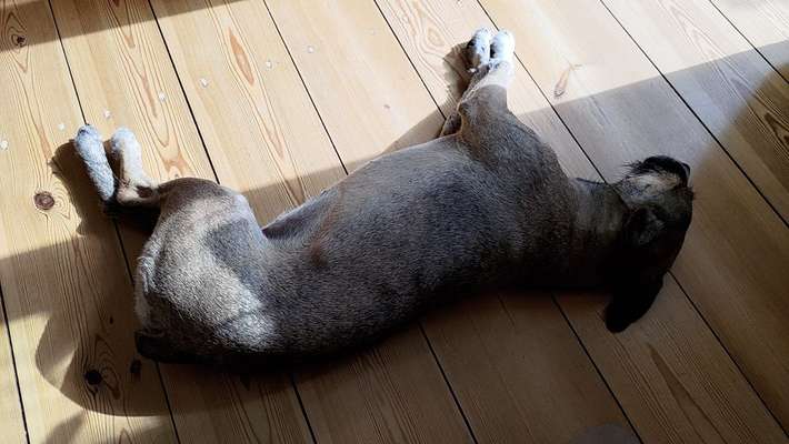 TierschutzhundeStammtisch🐕-Beitrag-Bild