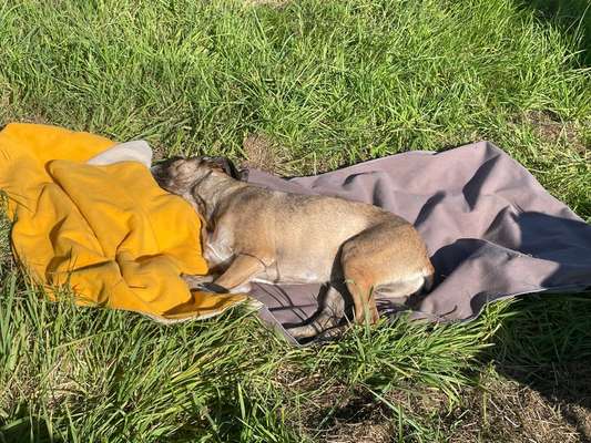 camping essentials für hunde (+tipps)?-Beitrag-Bild