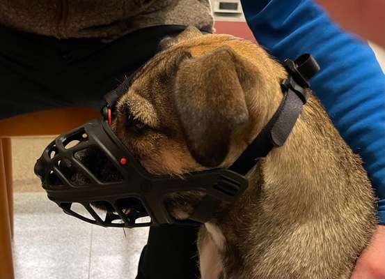 Zeigt mir doch bitte eure Maulkörbe!-Beitrag-Bild