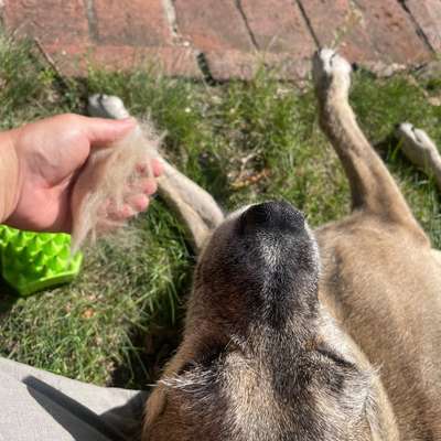Haarverlust Goldendoodle F1-Beitrag-Bild