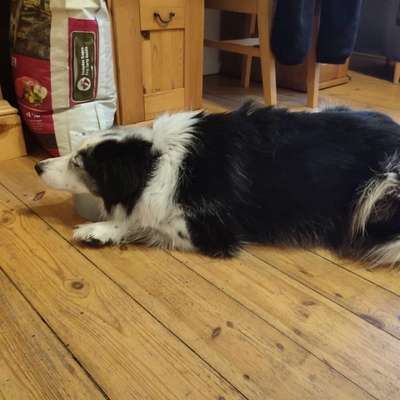 Stress bei Hunden durch Vermenschlichung?-Beitrag-Bild