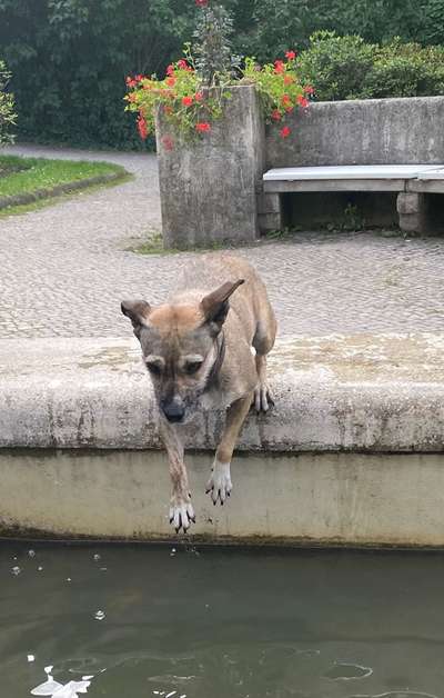 TierschutzhundeStammtisch🐕-Beitrag-Bild