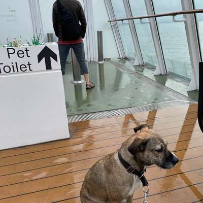 Mit Hund nach Irland?-Beitrag-Bild