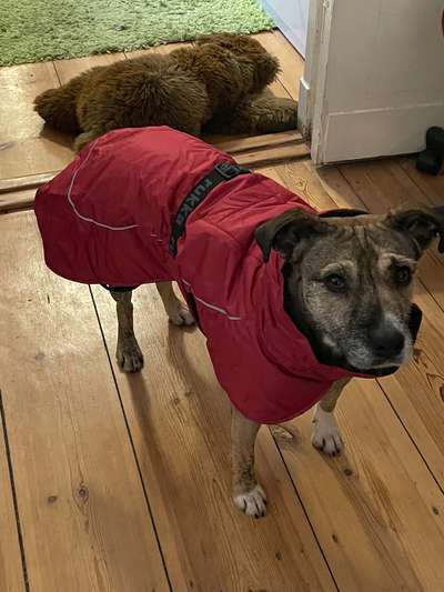 TierschutzhundeStammtisch🐕-Beitrag-Bild