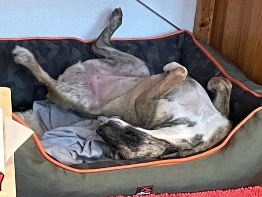 Hands,äh Pfoten up in the Air-Beitrag-Bild