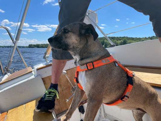 TierschutzhundeStammtisch🐕-Beitrag-Bild