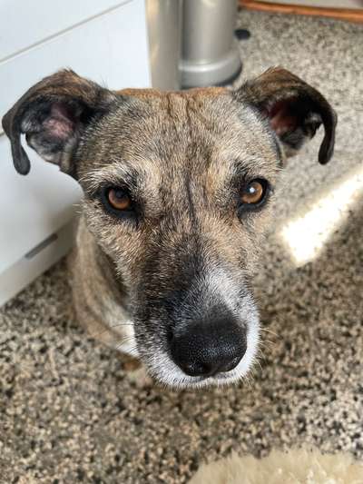 TierschutzhundeStammtisch🐕-Beitrag-Bild