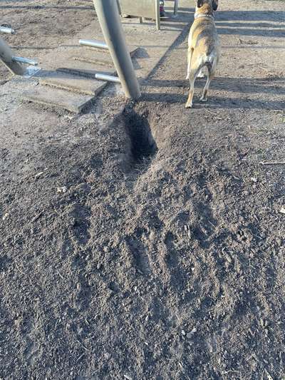 Was tun gegen unkontrolliertes Buddeln im öffentlichen Raum?-Beitrag-Bild