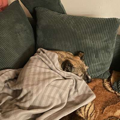 Bauchweh - Hund mag weder fressen noch trinken-Beitrag-Bild
