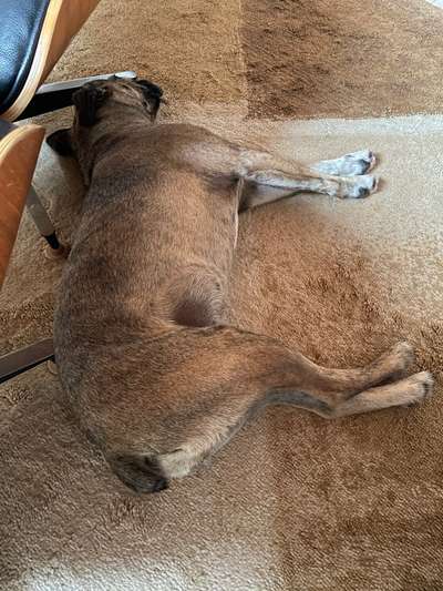 TierschutzhundeStammtisch🐕-Beitrag-Bild