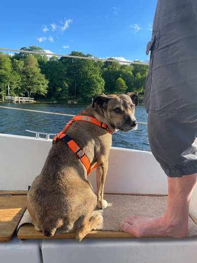 TierschutzhundeStammtisch🐕-Beitrag-Bild