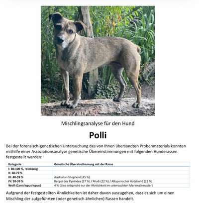 Hat schonmal jemand die Rasse beim Mischling bestimmen lassen?-Beitrag-Bild