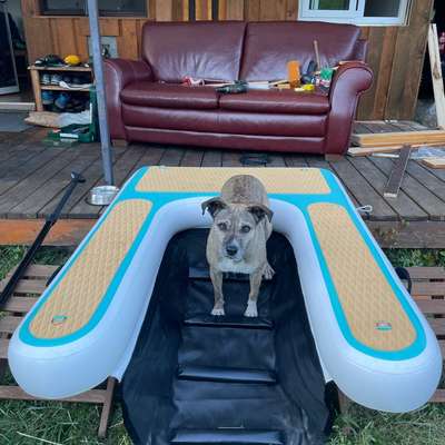 Was hat euch heute mit eurem Hund gefreut?-Beitrag-Bild