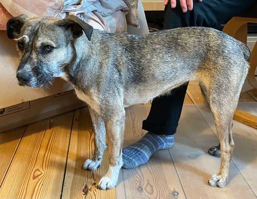 Welche Rasse ist mein Hund? (Mischling)-Beitrag-Bild