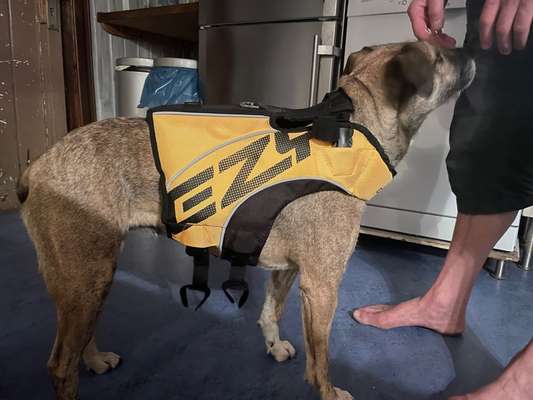 TierschutzhundeStammtisch🐕-Beitrag-Bild