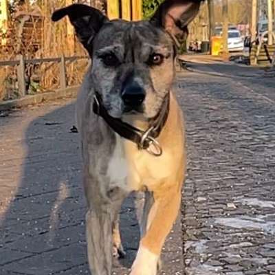 Impulskontrollübung 67: Laufbilder mit dem Hund 📸-Beitrag-Bild