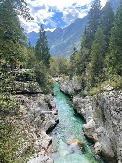 Slowenien mit Hund-Beitrag-Bild