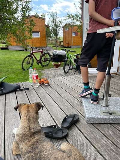 TierschutzhundeStammtisch🐕-Beitrag-Bild