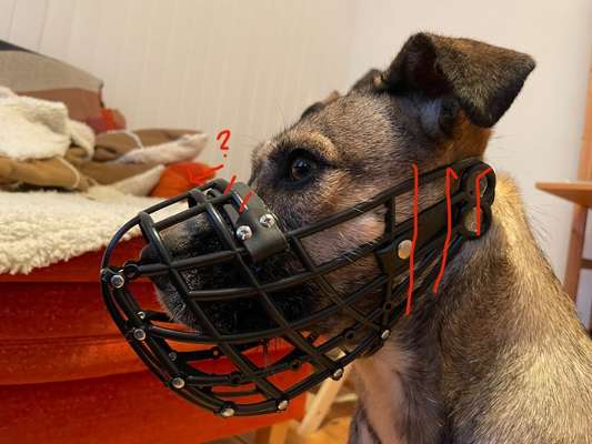 Wie sitzt mein Maulkorb / Maulkorb-Beratung-Beitrag-Bild