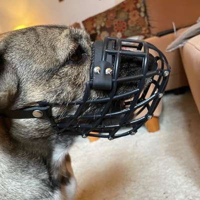 Wie sitzt mein Maulkorb / Maulkorb-Beratung-Beitrag-Bild