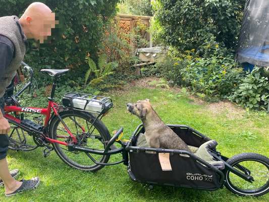 Wie groß darf ein Hund für den Fahrradkorb sein?-Beitrag-Bild