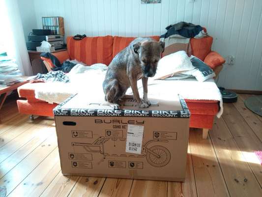 TierschutzhundeStammtisch🐕-Beitrag-Bild