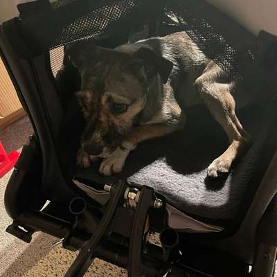 Radreise mit Hund(-en)-Beitrag-Bild