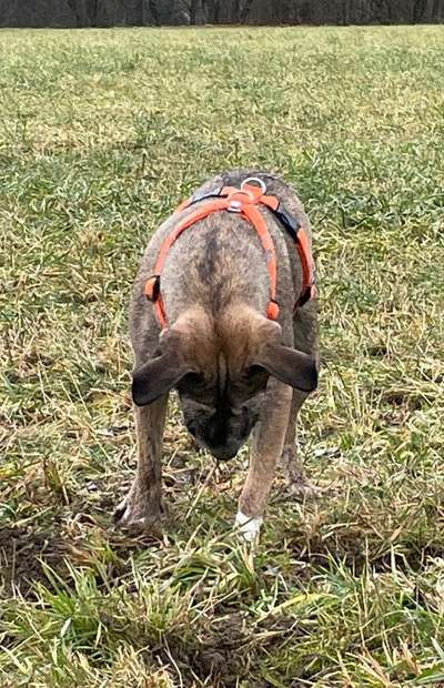 TierschutzhundeStammtisch🐕-Beitrag-Bild