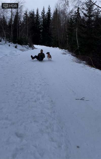 Rodeln mit Hund-Beitrag-Bild