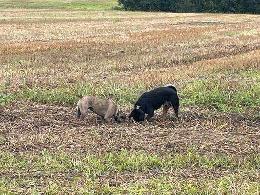 TierschutzhundeStammtisch🐕-Beitrag-Bild