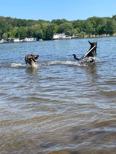 !!!Hundeauslaufgebiet Pichelswerder!!!-Beitrag-Bild