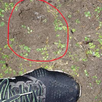 "Wege zur Freundschaft" (Ulli Reichmann)-Beitrag-Bild