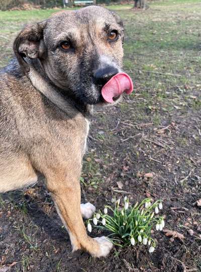 Dogorama Photo Challenge - die ersten Frühjahrsblumen-Beitrag-Bild