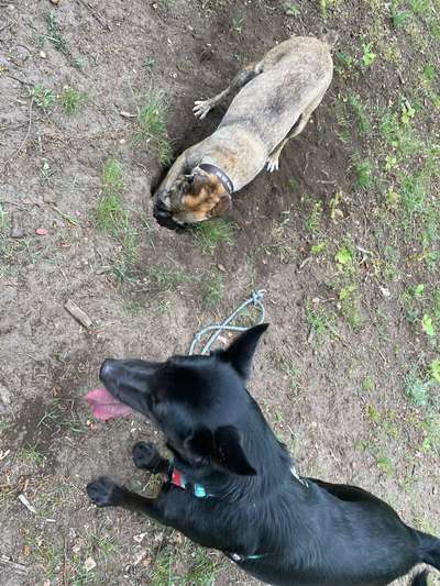 TierschutzhundeStammtisch🐕-Beitrag-Bild