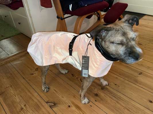 TierschutzhundeStammtisch🐕-Beitrag-Bild