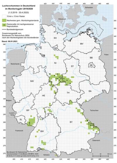 Wolfsbegegnung-Beitrag-Bild